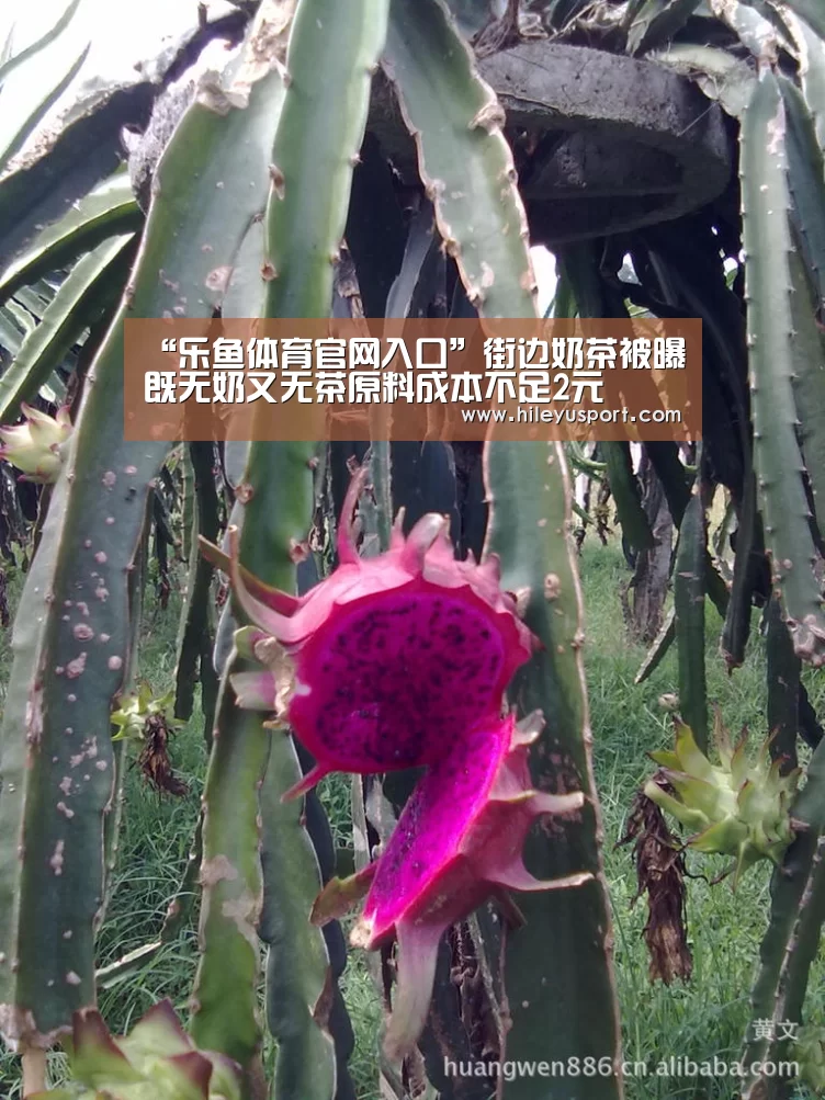 “乐鱼体育官网入口”街边奶茶被曝既无奶又无茶原料成本不足2元(图2) “乐鱼体育官网入口”街边奶茶被曝既无奶又无茶原料成本不足2元(图2)